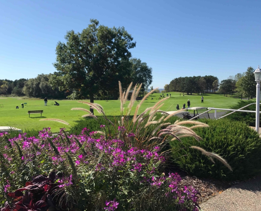 Fountain Grass - River Oaks Golf Course - Cottage Grove